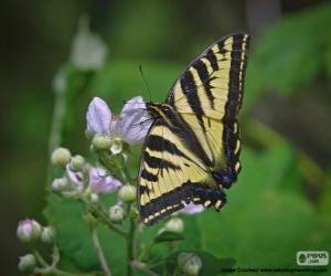 пазл Восточная Тигр swallowtail, Бабочка, родом из восточной части Северной Америки